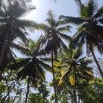 Cocos nucifera List