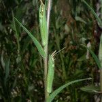 Castilleja minor Bark