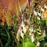 Brassia caudata 花