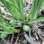 Iris ruthenica Fruit