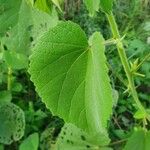 Abutilon hirtum पत्ता