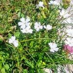 Silene alpestris Flower