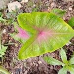 Caladium bicolorЛіст