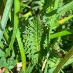 Pedicularis ascendens Leaf