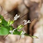 Oplismenus hirtellus Květ