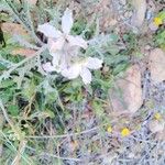 Matthiola longipetala Leaf