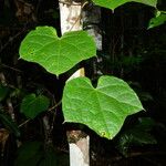 Disciphania lobata Leaf