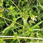 Leucas glabrata Flower