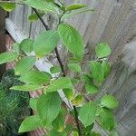 Salix capreaFeuille