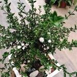 Serissa japonica Hoja