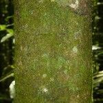 Poecilanthe hostmannii Corteza