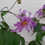 Dahlia imperialis花