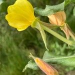 Oenothera villosa Цвят