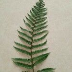 Dryopteris filix-masLeaf