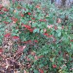 Cotoneaster coriaceus Habit