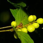 Quiina macrophylla Fruct