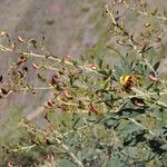 Cajanus cajan Flower
