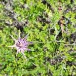 Tragopogon angustifolius 花