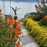 Leonotis leonurus Flower