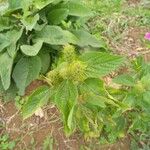 Acalypha aristata Hoja