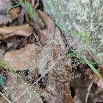 Agrostis capillaris Fruit