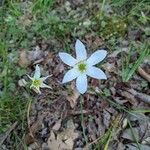 Zephyranthes atamasco Flower