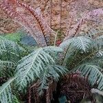 Blechnum brasiliense आदत