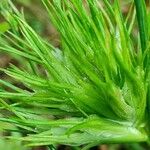 Poa bulbosa Fula