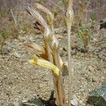 Orobanche fasciculata عادت