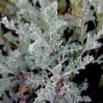 Artemisia caerulescens ᱥᱟᱠᱟᱢ