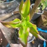 Aeonium decorum 葉