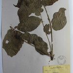 Aralia gigantea Otro