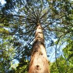 Chamaecyparis obtusa Hábito
