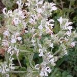 Salvia aethiopis Flower