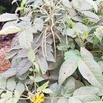Senna hirsuta Fuelha