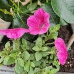 Petunia x atkinsiana പുഷ്പം