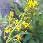 Talinum paniculatum 花