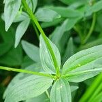 Galium rubioides Листок