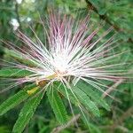 Calliandra selloi Blüte