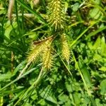 Carex lurida Blüte