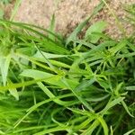 Silene apetala Ekosanga