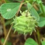 Medicago rigidula ഫലം