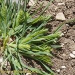 Sclerochloa dura Habit