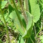 Arnica montana Leaf