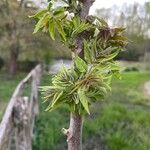 Fraxinus americanaBlad