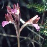 Anacamptis papilionacea Flor