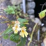 Impatiens parvifloraFlower