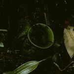 Nepenthes ampullaria Inny