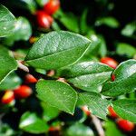 Cotoneaster divaricatus Ліст