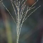 Panicum maximum Çiçek